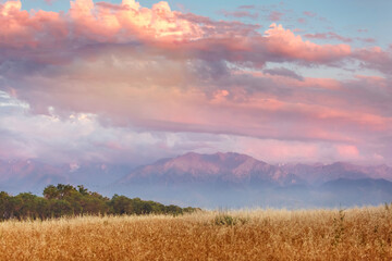 Fototapeta na wymiar Sunset in the wheat field