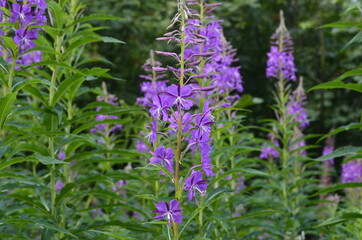 Obraz premium Purple Flower from a lakeside garden