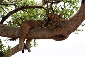 Wilde Löwen entspannen und relaxen faul