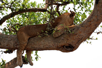 Wilde Löwen entspannen und relaxen faul