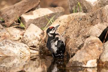 woodpecker perched on a cork trunk and drinking and bathing in the forest pond (Dendrocopos major)