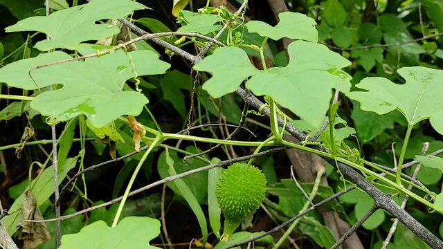 A closeup shot of an Amaroon cucumber grown in the garden