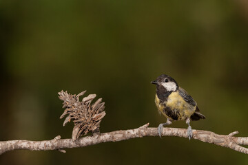 Great Tit perched on a tree branch (parus major)
