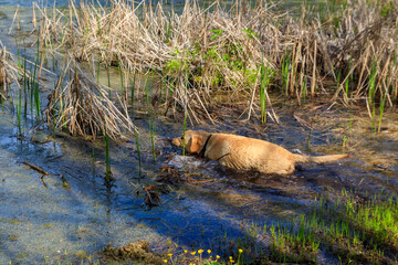 Cute labrador retriever puppy playing in a swamp