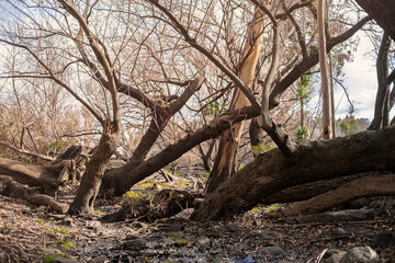 Obraz premium Trees in the forest In Autumn