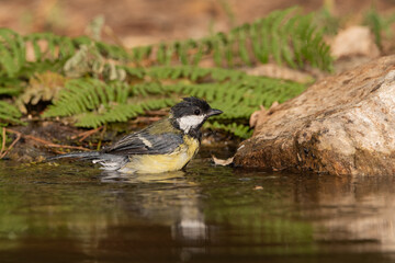 great tit bathing in the park pond (parus major)