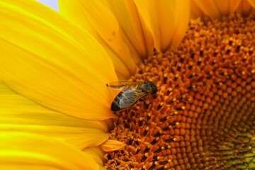 Blossoming Sunflower on a Bavarian Field