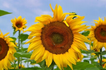 Blooming Sunflower on a Field in Bavaria