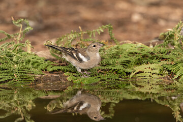chaffinch drinking and reflecting in the water of the forest pond  (fringilla coelebs)