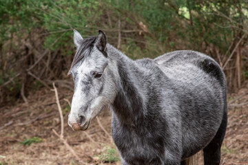 Fototapeta premium black and white horse