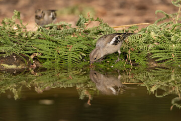 chaffinch drinking and reflecting in the water of the forest pond  (fringilla coelebs)