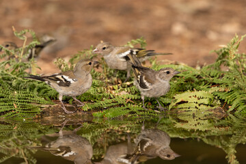 group of finches drinking water and reflected in the forest pond (fringilla coelebs)
