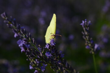 Motyl na lawendzie