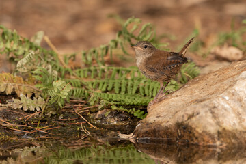 wren perched on a stone by the park pond (troglodytes troglodytes)