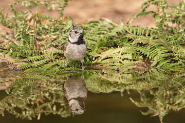 blue tit  reflected in the forest pond and surrounded by ferns (lophophanes cristatus)
