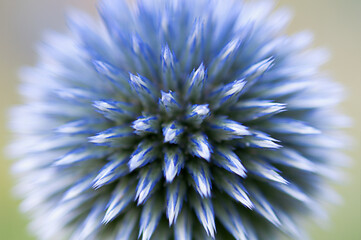 Blue honeydew Echinops  flower, close up.
