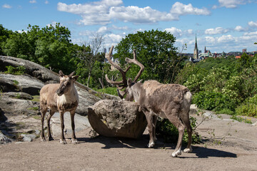 Reindeer in the park against the background of the city