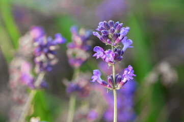 Lavender flowers at  blur background.