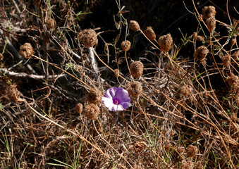 un fiorellino rosa tra aridi rami secchi in campagna