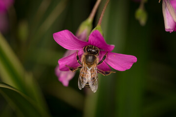 honey bee on a oxalis debilis flower