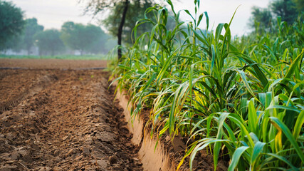 Indian rural scene, Field in two partition one of empty and another is growing millet plants.