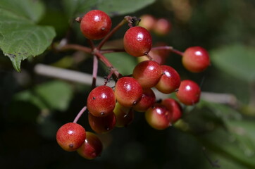 Red Berries ripen and ready to be plucked