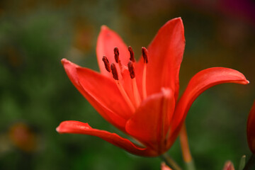 Fototapeta premium red flower