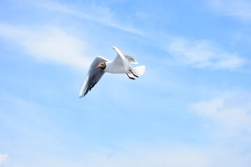 Obraz premium seagull in the sky