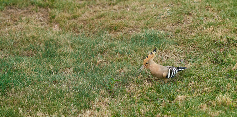 hoopoe bird on green grass in garden in Egypt