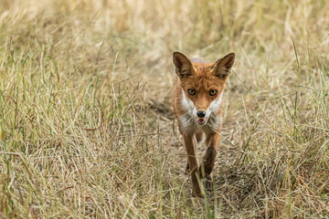 Red fox, Vulpes vulpes. Orange fur. Wildlife scene