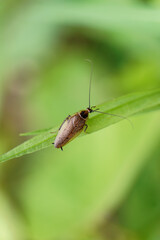 Beautiful detailed cockroach in nature