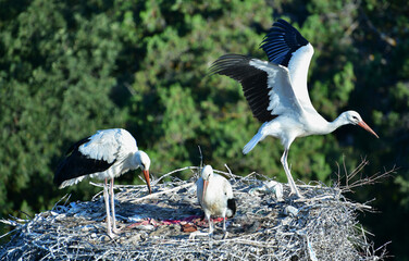 Stork's Nest
