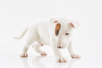 Bull terrier dog isolated against grey background. Studio portrait. Miniature bull terrier puppy posing on shot.