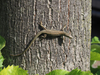 lizard (Lacertilia) reptile animal