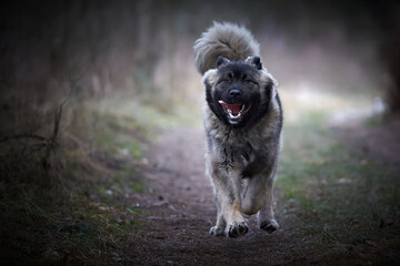 caucasian shepherd dog running along a forest path