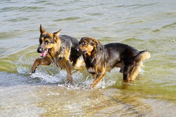 Zabawa psów na plaży