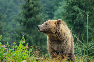 Wild  Brown Bear (Ursus Arctos) in the forest.