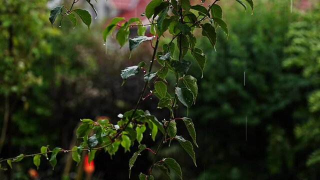 leaf in the rain