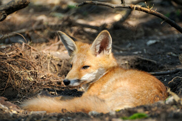 Fototapeta premium Red fox in the forest