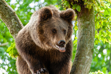 Brown bear on a tree in the forest