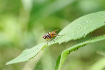 Fototapeta na wymiar Beautiful fly posing on leaf in Maine woods