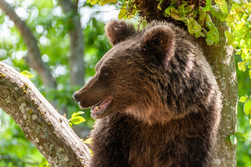 Brown bear on a tree in the forest
