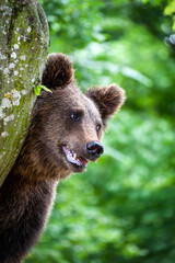 Brown bear on a tree in the forest