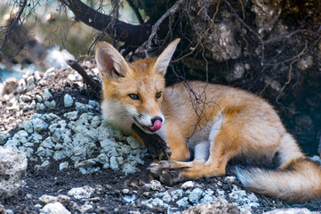 Red fox in the forest