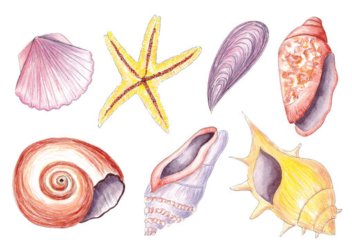 Hand drawn watercolor set with exotic sea shell. Ocean wildlife