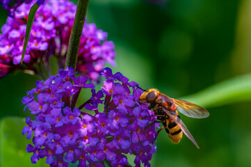 Close up from the side to a hornet mimic hoverfly (Volucella zonaria) on buddleia blossoms.