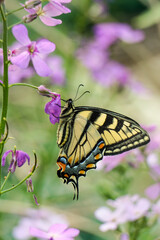 Beautiful Swallowtail Butterfly pollinating flower 