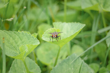 Beautiful fly posing on leaf in Maine woods