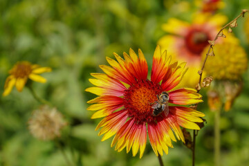 A honey bee on a Gaillardia flower