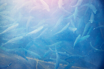 Fish farm for breeding for rainbow trout and salmon fry in net cages. Concept aquaculture...